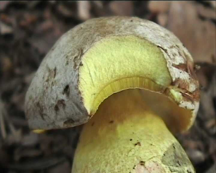 Winkel   ( FRA )   28.08.2004    1 Serie